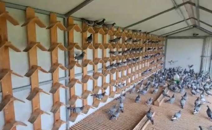 Como preparar um pombal para pombas de corrida